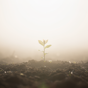 stockcake new life emerging 4221871 standard