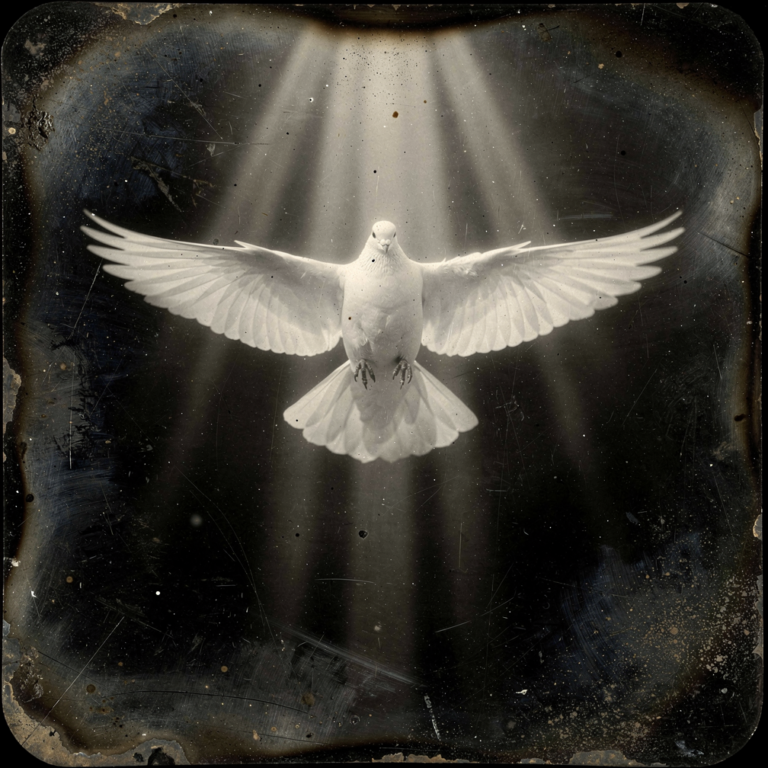stockcake divine dove descends 4402898 standard